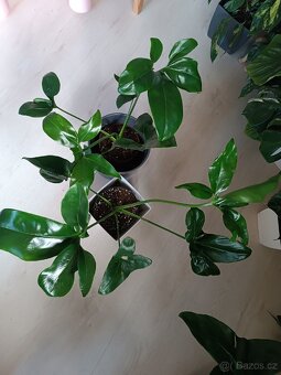 Philodendron Fun bun - 3