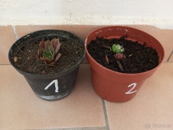Netřesky - 3
