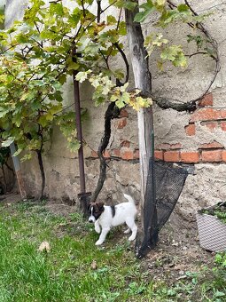 Foxterier hladkosrstý - 3