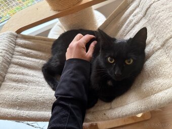 Kočička Luna - 5-6 měsíců - 3