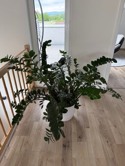 Zamioculcas výška 110 cm, průměr 150 cm - 3