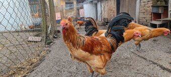 Šumavanka – kohouti - 3