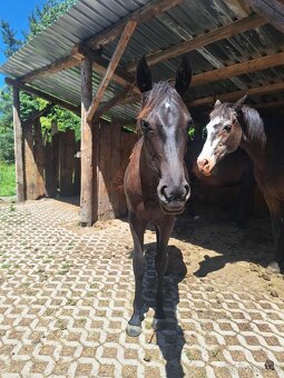 Pastevní ustájení - 3