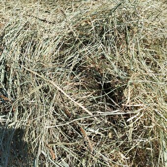 Prodám malé hranaté balíky sena - 3