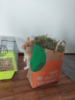 Domácí seno pro mazlíčky - 3