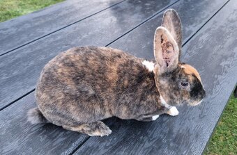 REX DS ČŽ samci kominíci s PP - 3