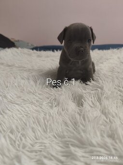 Stafordšírský bulteriér - 3