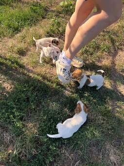 Jack Russell - 3