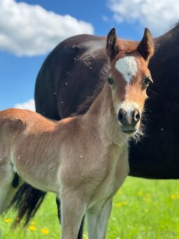 Welsh cob - hřebeček - 3