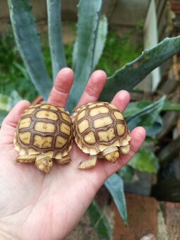Geochelone Sulcata, želva ostruhatá 🐢 - 3