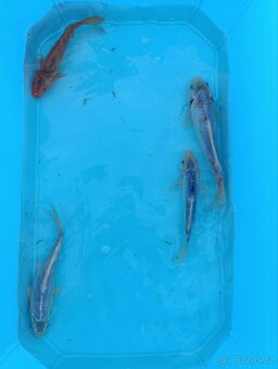 Koi kapr 15-20 cm - 3