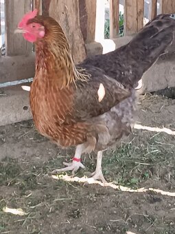 Bielefeldka rodobarvá - 3