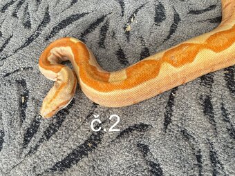 Boa constrictor - Hroznýš královský - 3