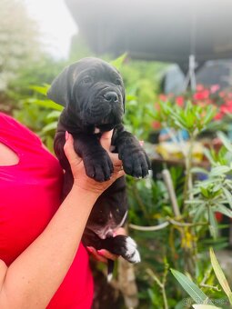 Cane Corso - 3