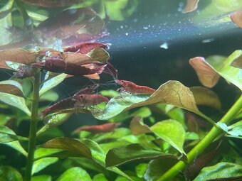 Krevetky Neocaridina davidi var. Sakura red a Blue dream - 3