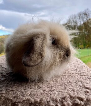 Zakrslý chlupatý beránek - 3