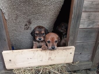 Jezevčík krásná štěňata - 3