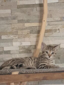 50% bengálské kotě - 3