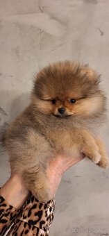 Pomeranian s PP - 3