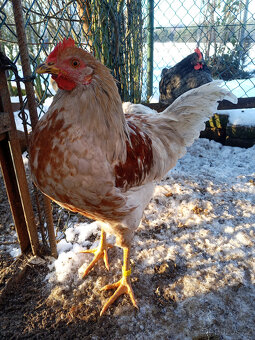 Kohouti ke slepicím - 3