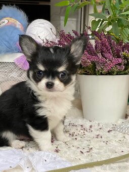 Rozkošný dlouhosrstý čivava pejsek P.P. FCI - 3