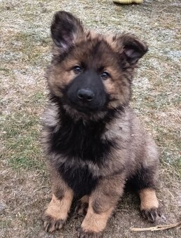 Německý ovčák s PP - 3