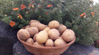 Brambory, Seno, Pšenice, Ječmen, Oves, Seno - 3