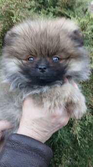 Pomeranian mini - 3