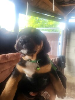 Labrador a Staford - 3