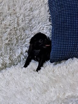 Mops - 3