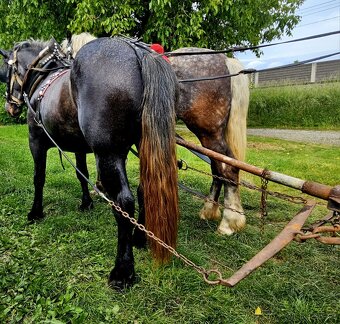 Predám ťažné kone a to Kobylu a Valacha všetko z papiermi - 3