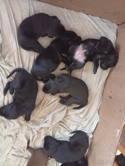 Štěňata labradora - 3