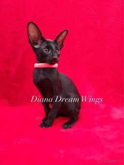 Orientální kočka s PP Diana Dream Wings - 3