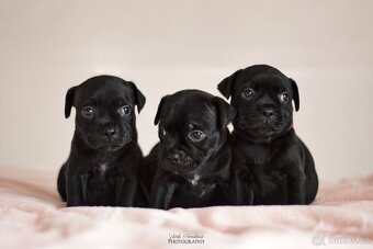 Staffordshire bullterier s pp FCI - 3