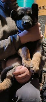 Německý ovčák - 3