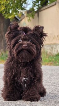 York-čokoláda,Yorkshire terrier-choco - 3