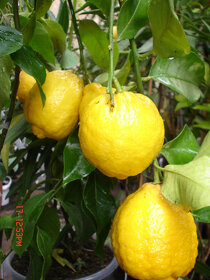 Subtropické rostliny a jiné - 3