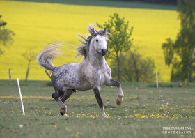 Welsh mountain pony-připouštění - 3