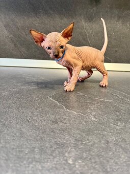 Sphynx - 3