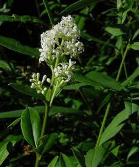Ptačí zob, ligustrum na živý plot, sazenice - 3