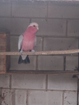Prodám kakadu růžový agapornis škraboškový - 3