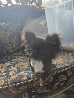 Čivava na krytí - 3