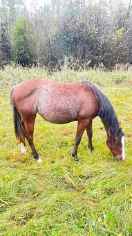 Quarter horse klisna - 3