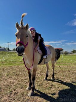 Pronájem valacha - 3