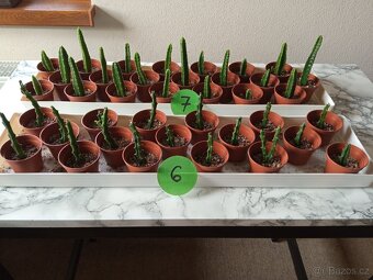 Kaktusy a sukulenty 30 Kč za kus - 3