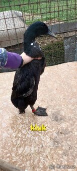 Indický běžec - 3