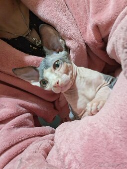Prodám kotě sphynx - 3