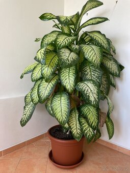 Difenbachie - 3