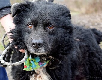 TICEAS K ADOPCI- 3 ROKY,TULÍCÍ ČERTÍK,HODNÝ,KLIDNÝ - 3
