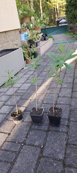 Prodám mladé rostlinky - 3